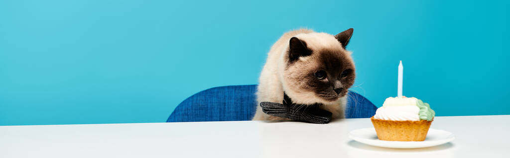 Kissa istuu pöydässä kuppikakku edessä, katsoen uteliaasti makeaa herkkua.. - Valokuva, kuva