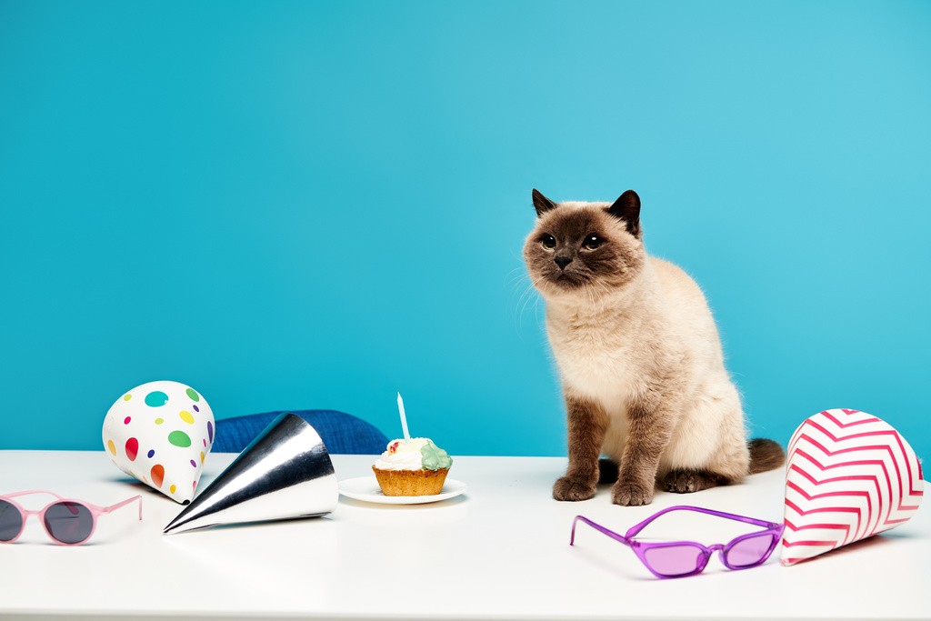 Kissa rauhallisesti kyydissä vieressä herkullinen cupcake pöydällä, jossa on rauhallinen rinnakkaiselo kissan ja jälkiruoka. - Valokuva, kuva