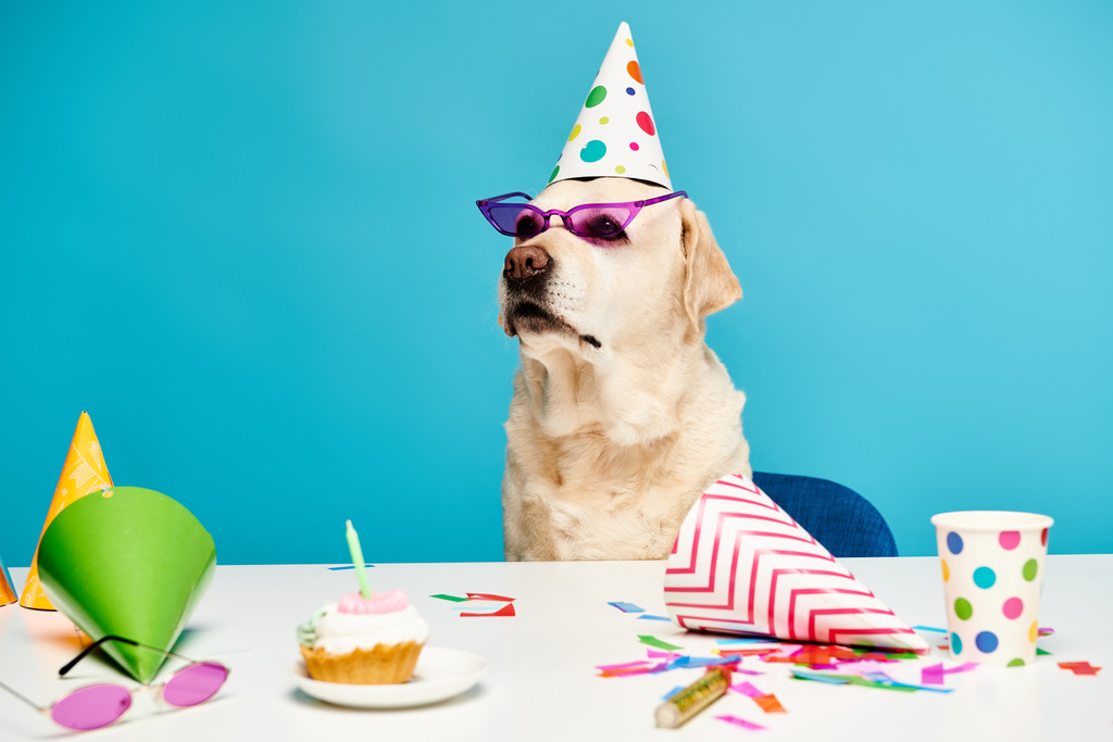 Un perro está usando un sombrero de fiesta y gafas de sol, exudando un ambiente divertido y festivo en un entorno de estudio. - Foto, Imagen
