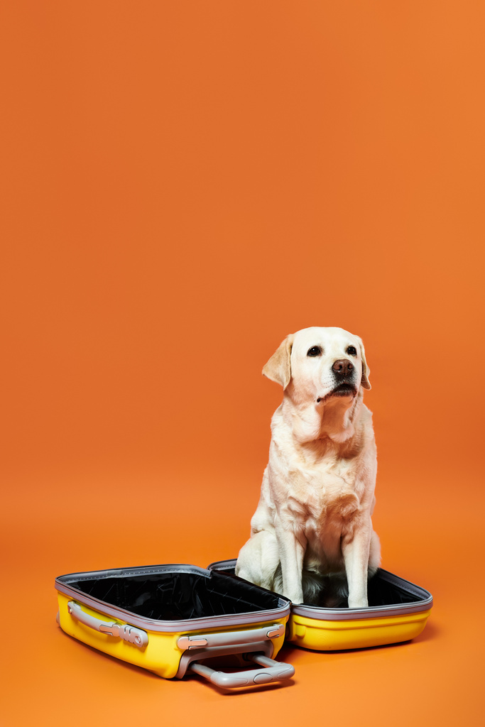 Ένας σκύλος κάθεται άνετα μέσα σε μια βαλίτσα με πορτοκαλί φόντο.. - Φωτογραφία, εικόνα