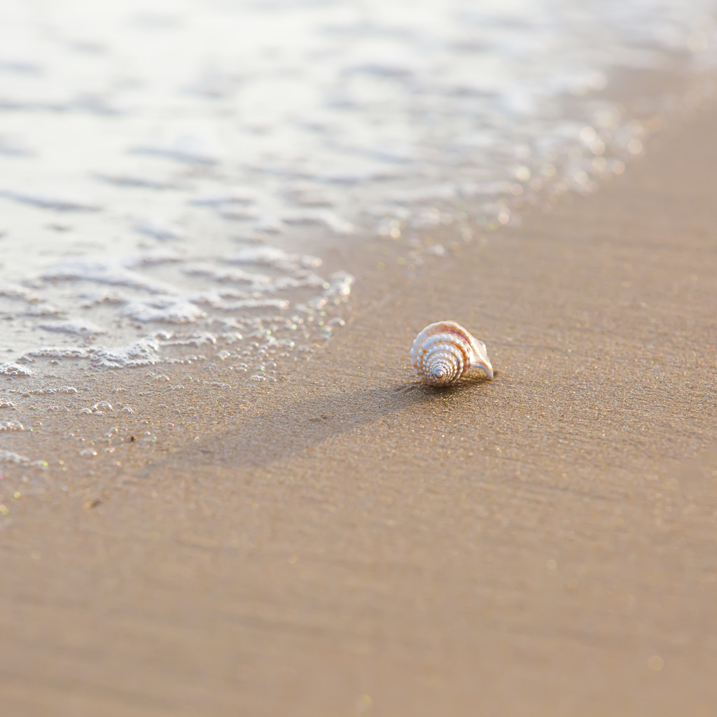 Mousse de mer et coquille sur sable
 - Photo, image
