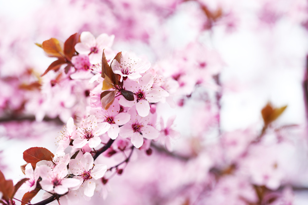 Třešňové květy rozmazané přírodní pozadí, zblízka - Fotografie, Obrázek