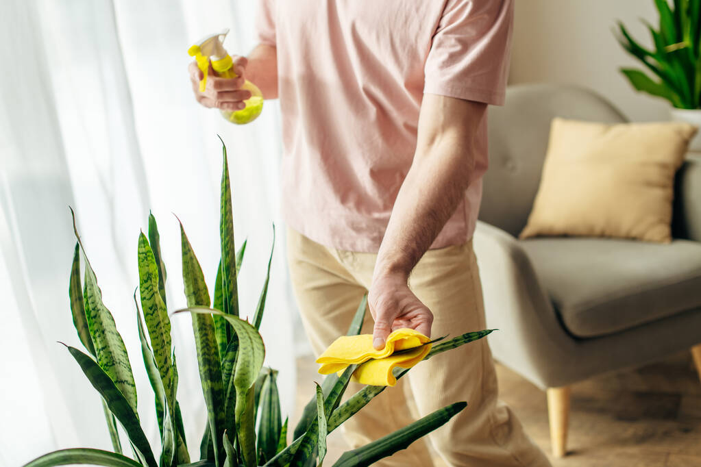 Een man in knusse huiskleding reinigt een potplant. - Foto, afbeelding