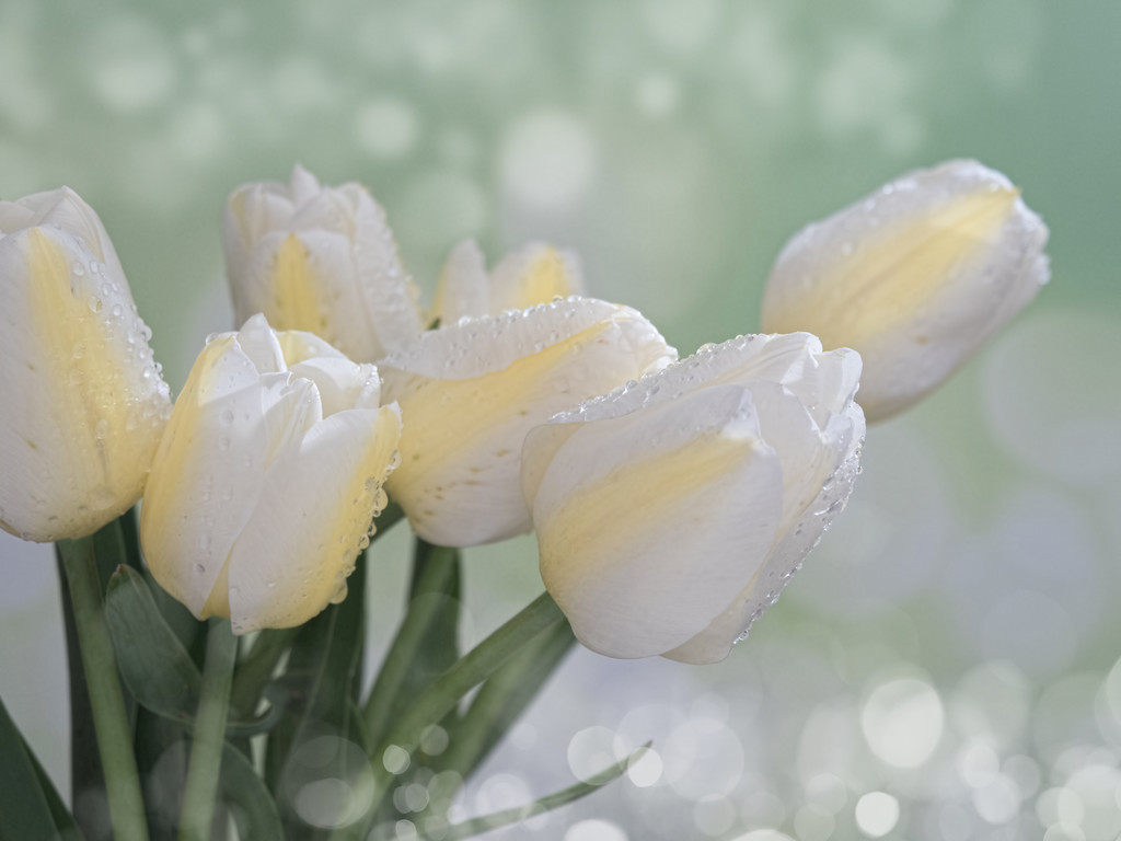  yellow tulip  - Photo, Image