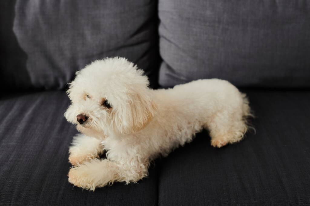Pequeno cão branco descansando no topo do sofá preto no quarto acolhedor. - Foto, Imagem