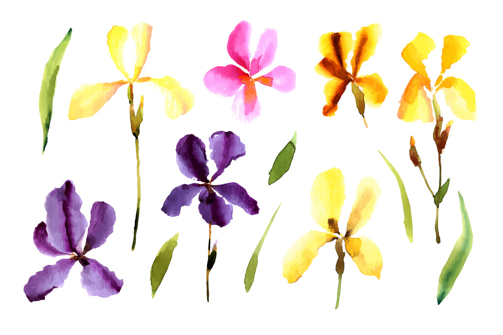 Arka plan suluboya Iris çiçekler - Vektör, Görsel