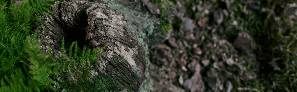 Una vista de cerca de un tronco de árbol hueco y erosionado cubierto de musgo y rodeado de follaje verde. - Foto, Imagen