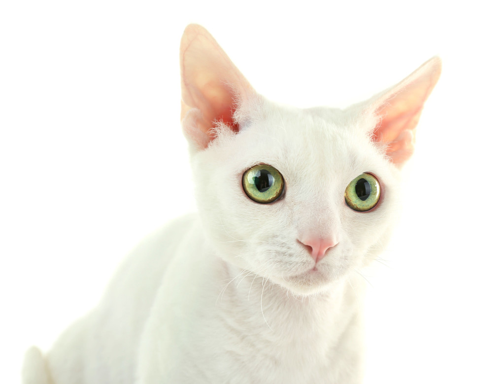 Piękny kot odizolowany na białym - Zdjęcie, obraz