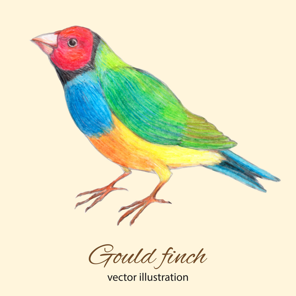 Gould Finch Vektor Illustration - Vektor, Bild