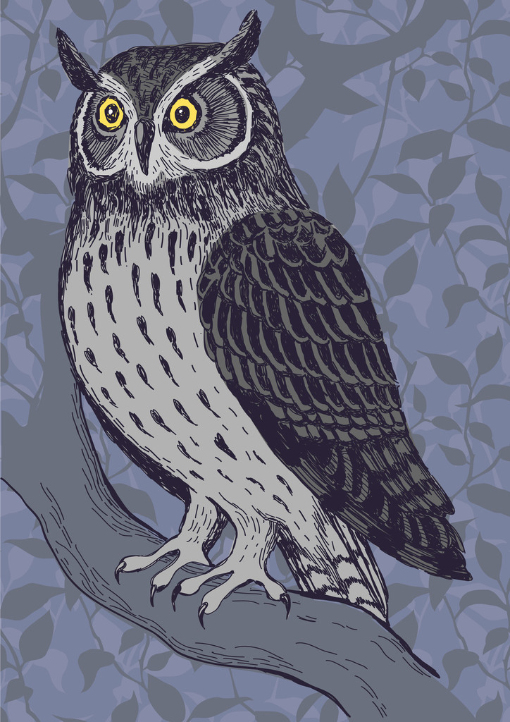 Night Owl - Wektor, obraz