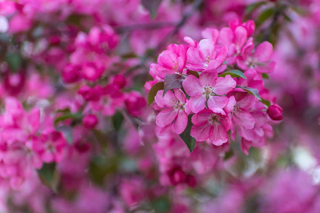 rosa sakura flores fondo
 - Foto, Imagen