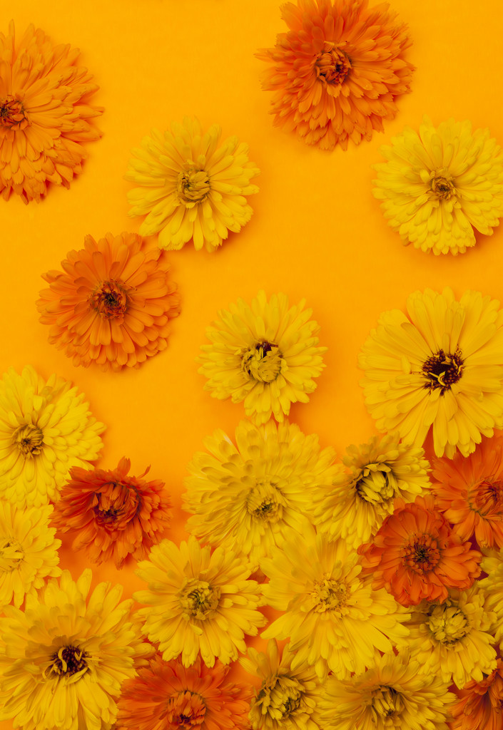 Ringelblumen Hintergrund - Foto, Bild