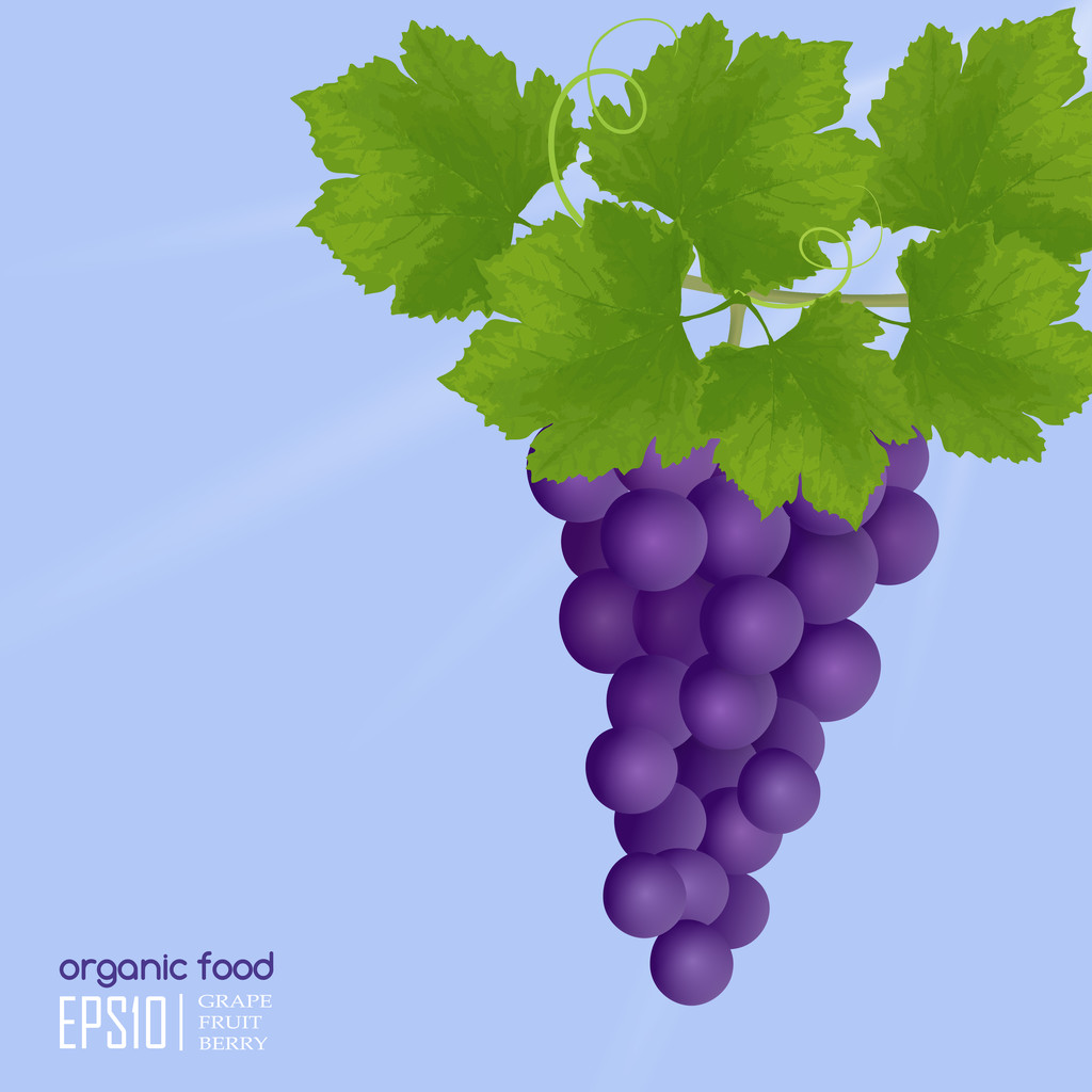 Illustrazione realistica dell'uva
 - Vettoriali, immagini