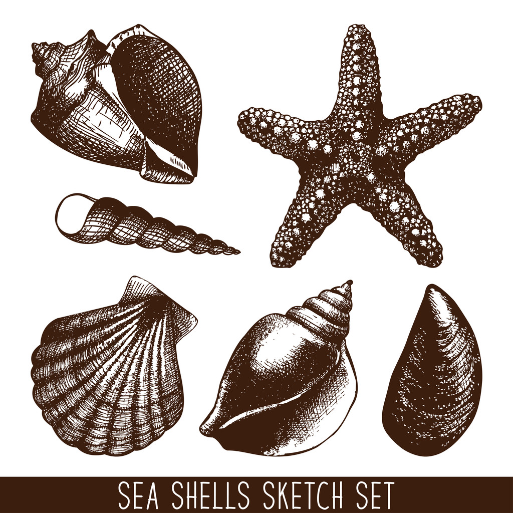 Patrón dibujado a mano con conchas marinas
 - Vector, Imagen