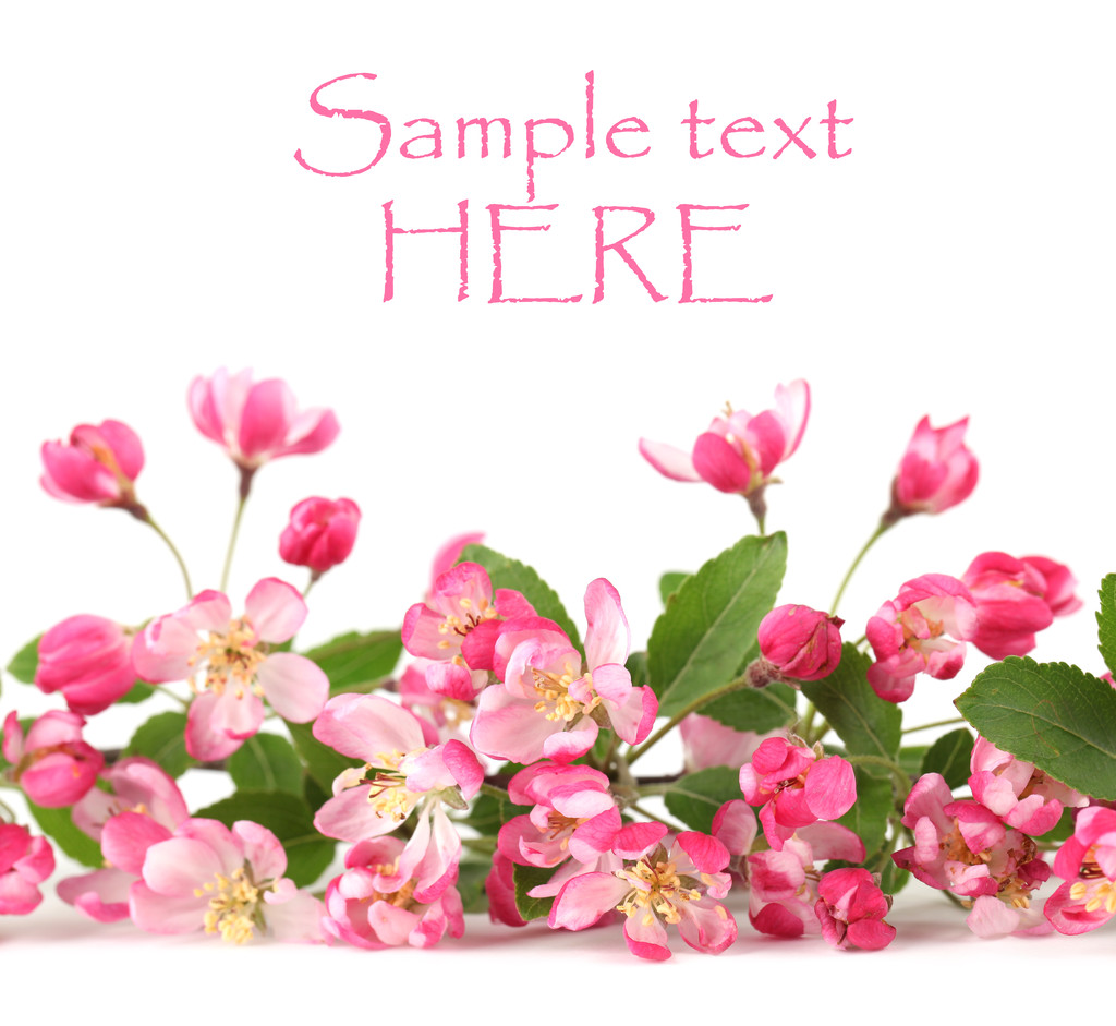 Pink spring flower border - Photo, Image