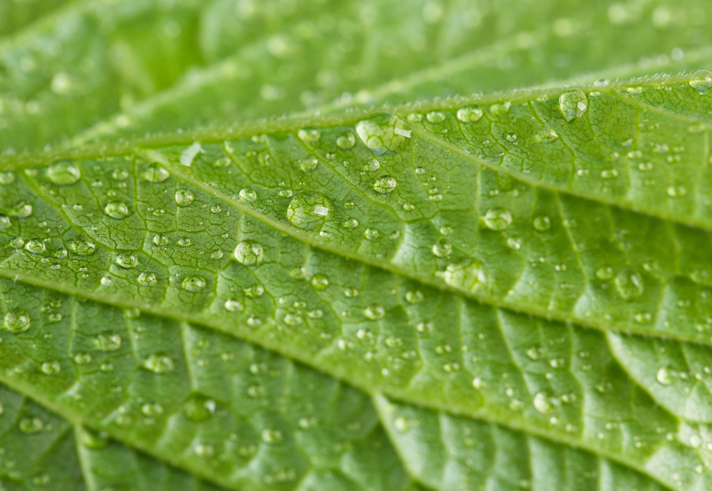 Зеленый лист с каплями воды
 - Фото, изображение