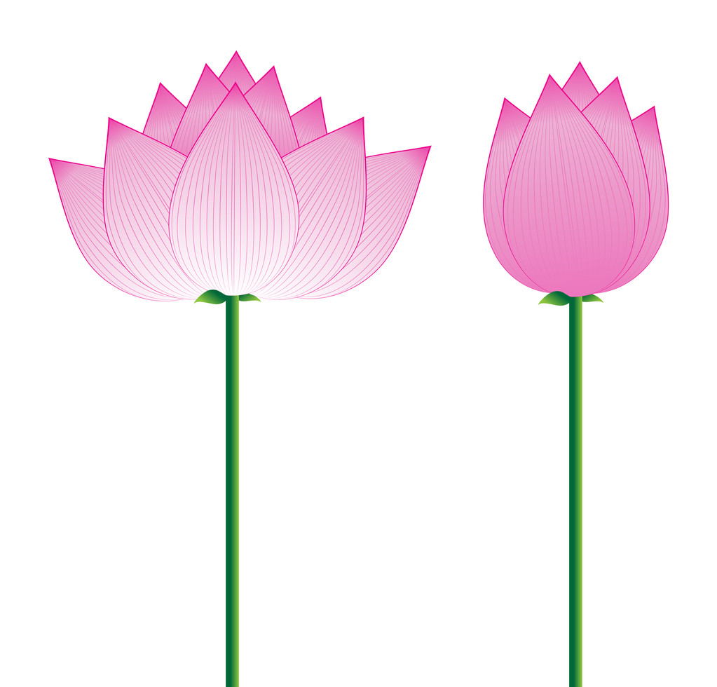 rosa Lotus - Vektor, Bild