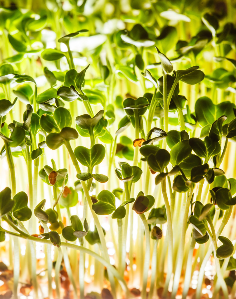 Nutritious green sprouts - Photo, Image