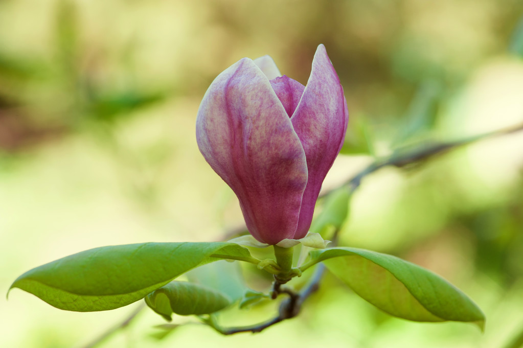 schöne violette Frühlingsbaumblüten - Foto, Bild