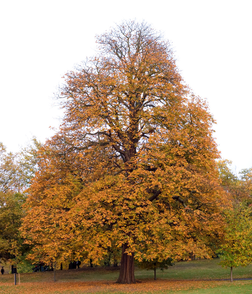 Drzewo w Greenwich parku pod koniec października. - Zdjęcie, obraz