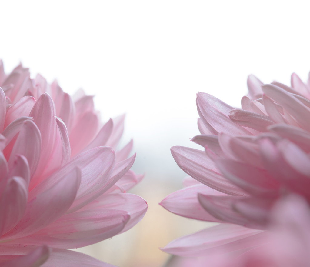 Zamknij się obraz piękny różowy kwiat chryzantemy - Zdjęcie, obraz