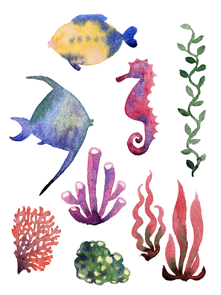 різні морські раковини, корали і морські зірки
 - Фото, зображення