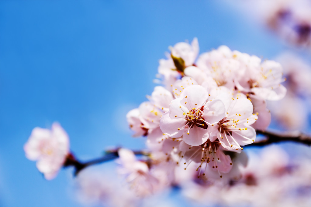 Primavera flor blanca
 - Foto, imagen
