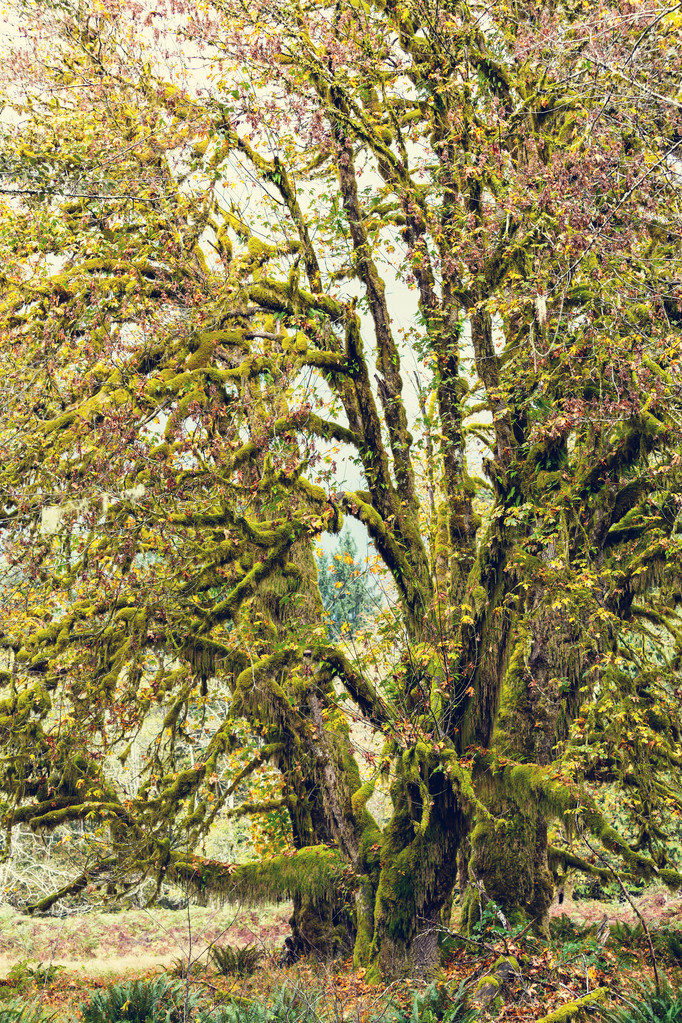 Regenwald mit dichter Vegetation - Foto, Bild