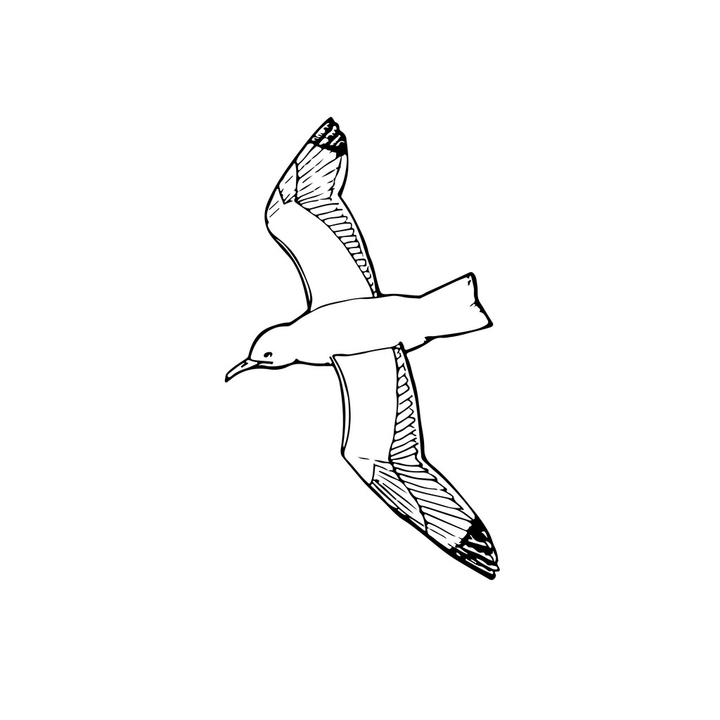 esboço gaivota
 - Vetor, Imagem