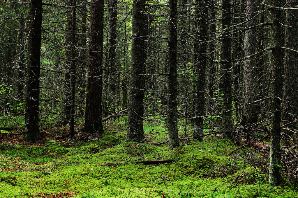 Letní lesní krajina - Fotografie, Obrázek