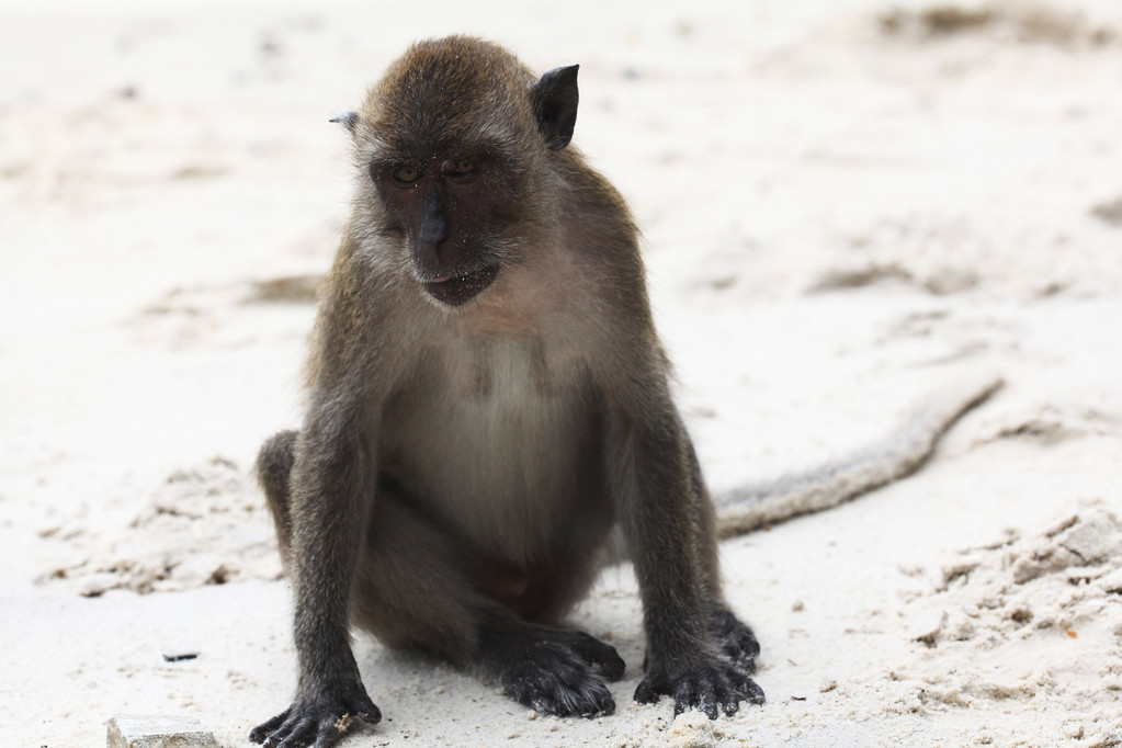 deniz kenarı vahşi maymun - Fotoğraf, Görsel