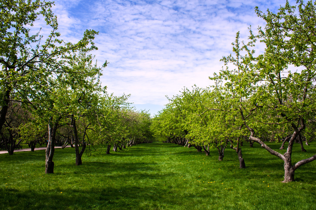Яблочный сад
 - Фото, изображение