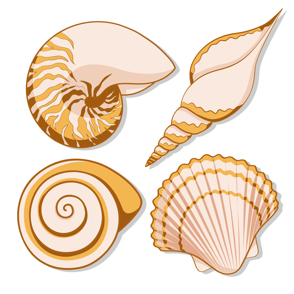 Set of color graphic sea shells. - Vektor, kép