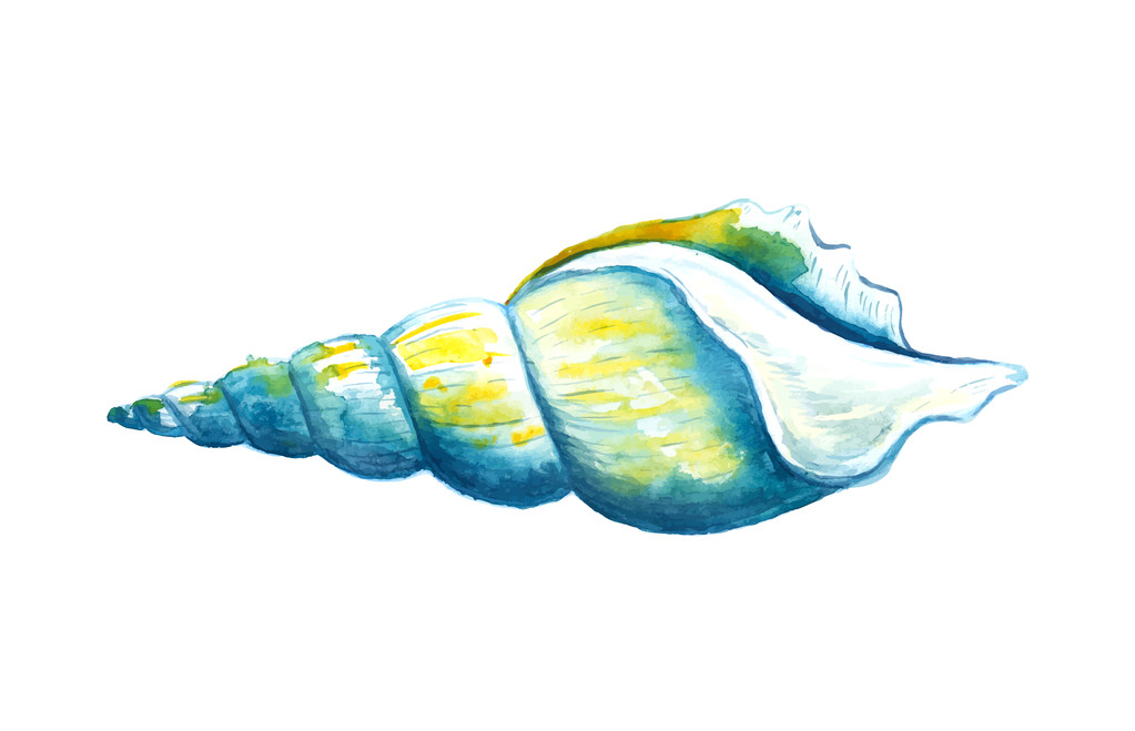Seashell watercolor illustration. - Vector, Image
