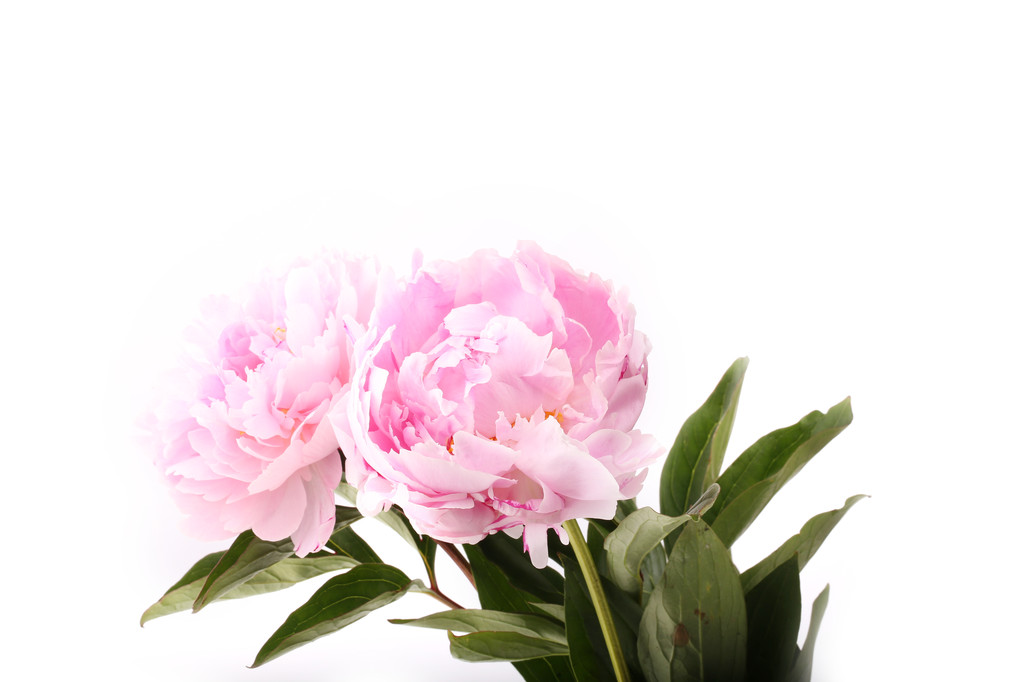 ніжно рожева квітка півонії на білому тлі
 - Фото, зображення