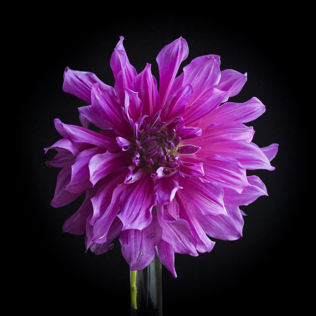 Rózsaszín bazsarózsa fekete háttér - Fotó, kép