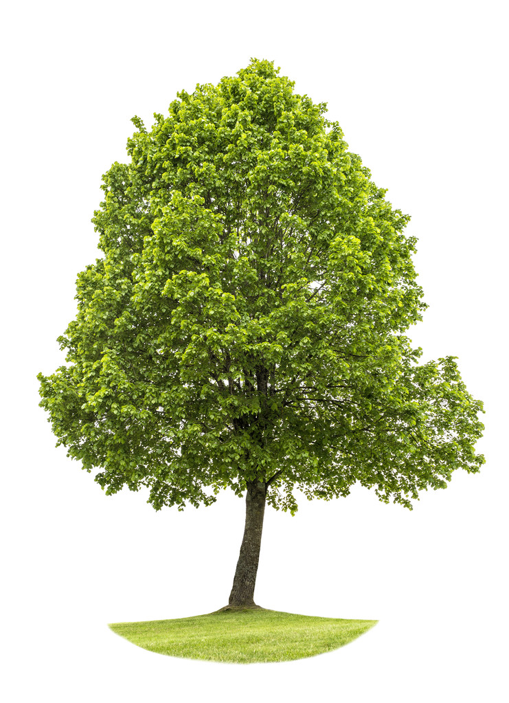 Yeşil ağaç beyaz arka plan üzerinde izole. Doğa nesne - Fotoğraf, Görsel