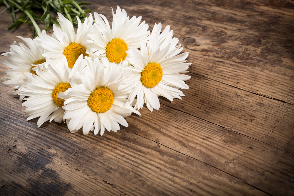 Kamillenblüten auf Holzgrund - Foto, Bild