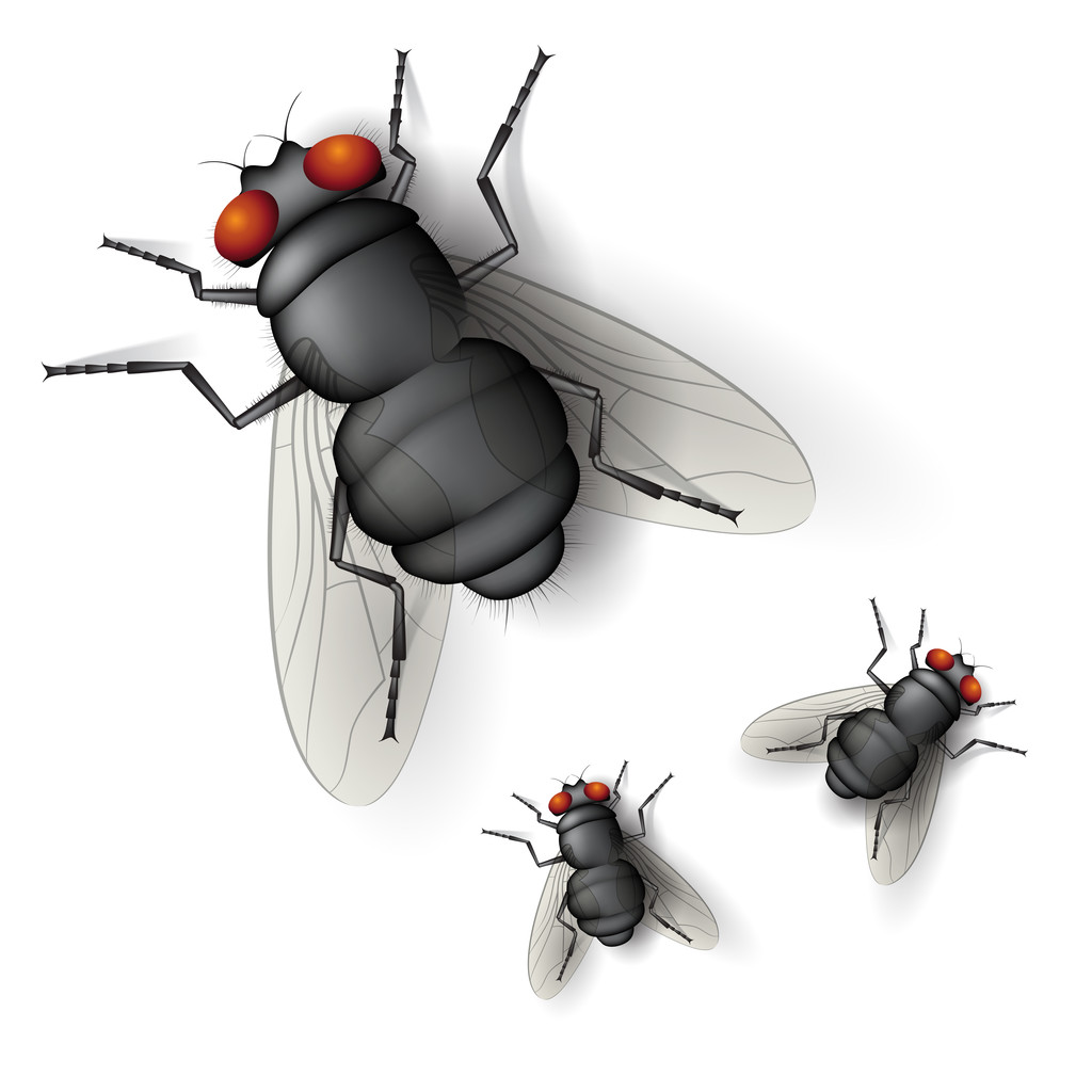 Insekten fliegen - Vektor, Bild