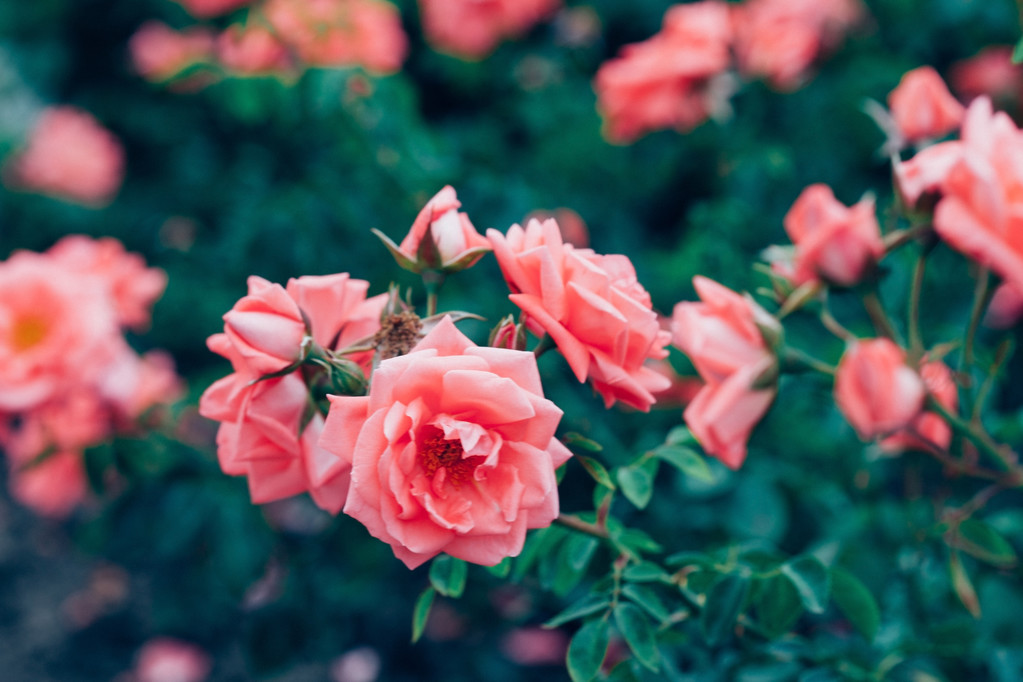 Pinkit ruusut pensas
 - Valokuva, kuva