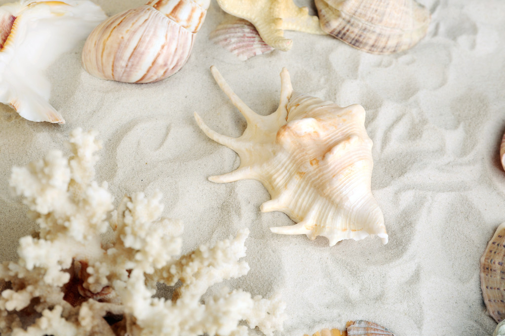 Gyönyörű tengeri kagylókból, homok háttér - Fotó, kép