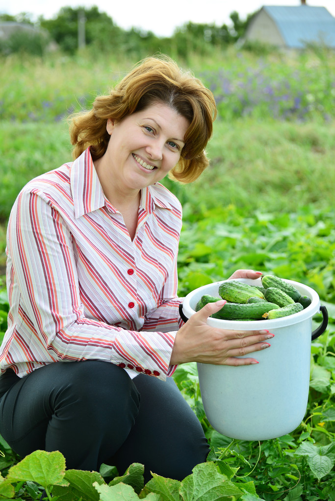 Vrouw oogsten van komkommers op zomerresidentie - Foto, afbeelding
