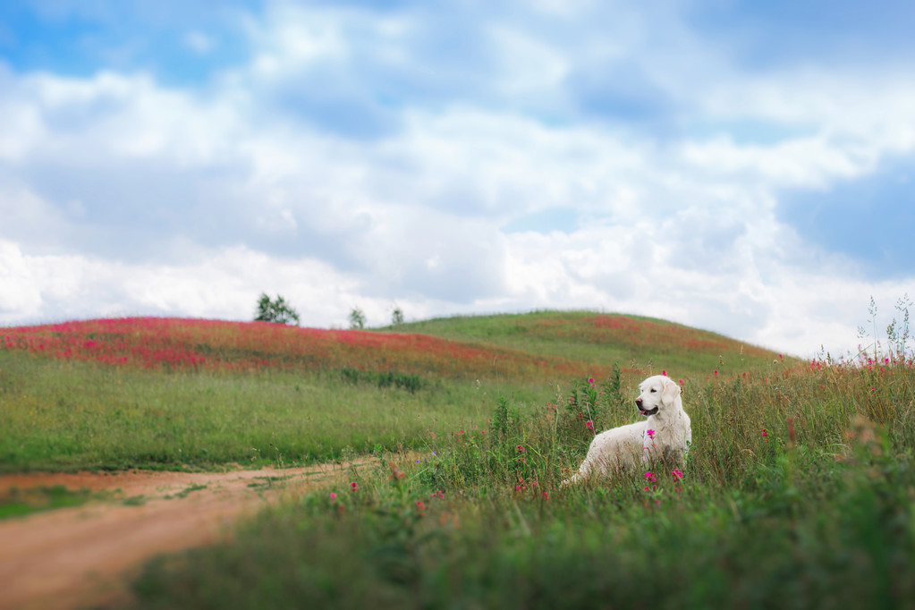 Golden Retriever pies w kwiaty - Zdjęcie, obraz