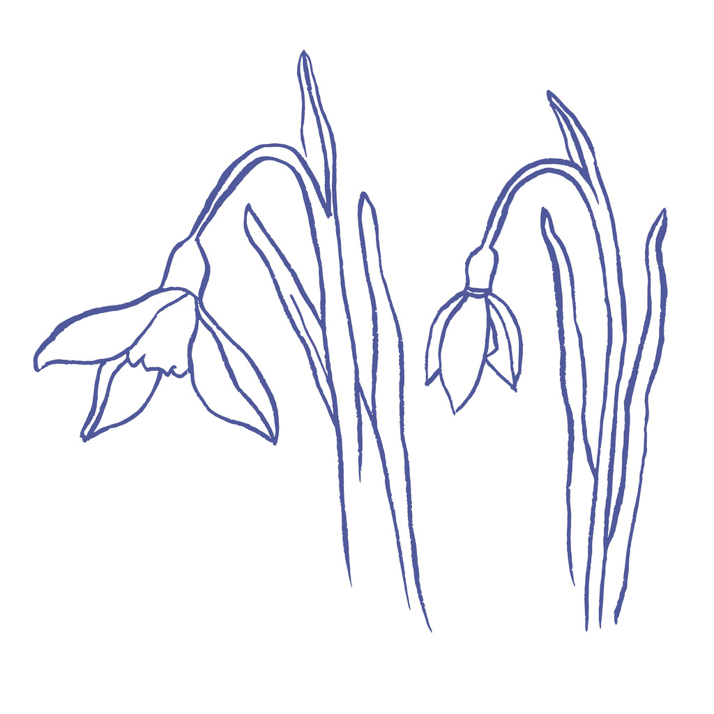 Jarní sněženky kytice - Vektor, obrázek