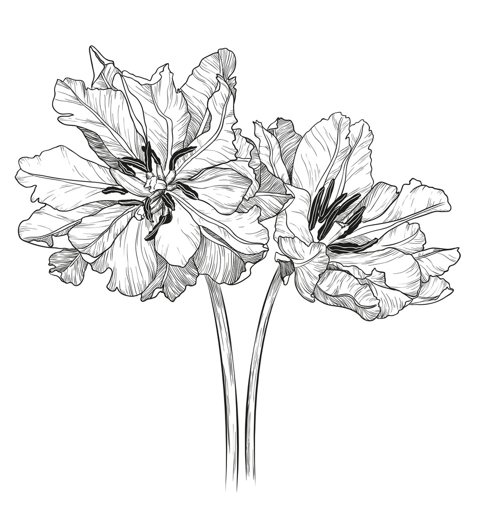 croquis de tulipes sur fond blanc - Vecteur, image