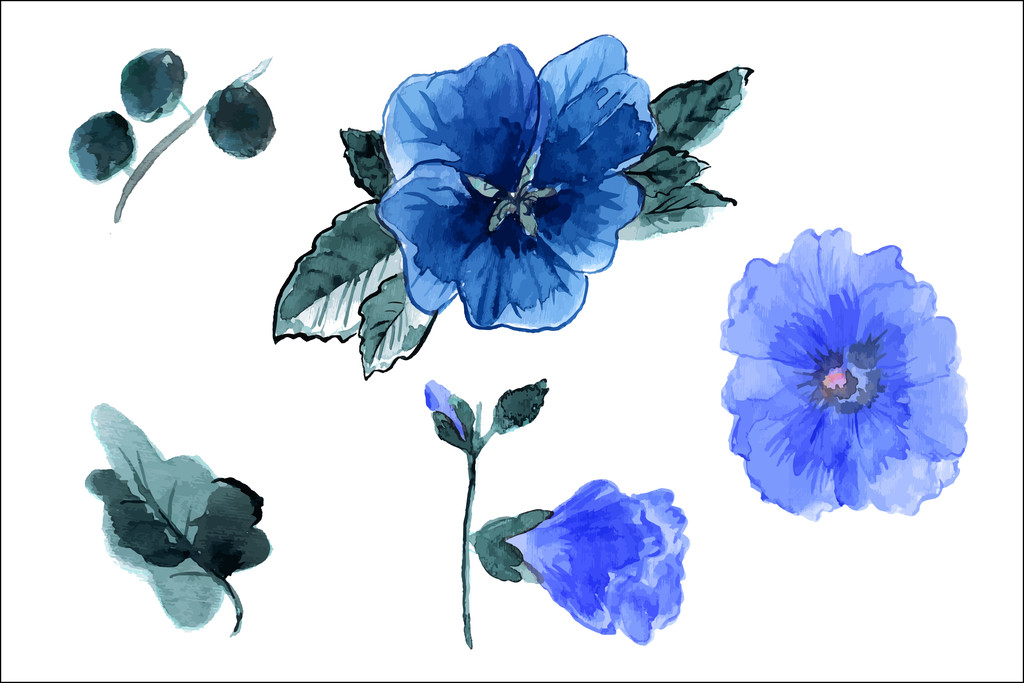 Kwiaty i liście Mallow - Wektor, obraz