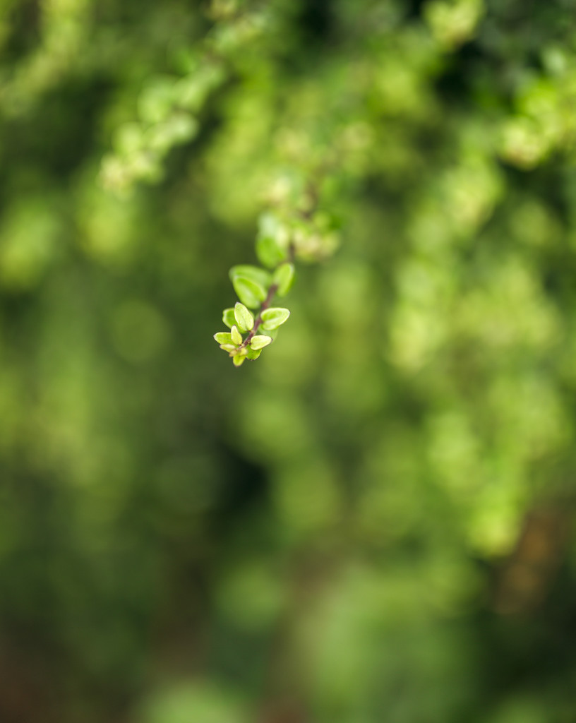 Bello ramo verde
 - Foto, immagini