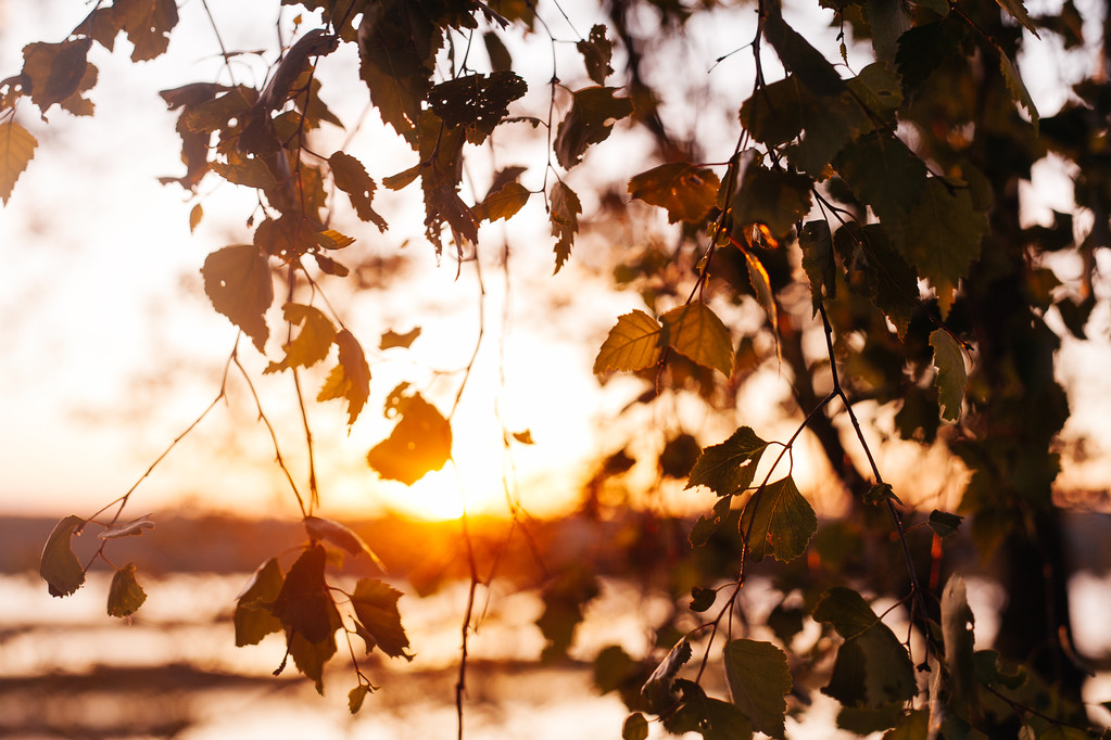 Un set di foglie di betulla fresca al tramonto con una bella sfocatura
 - Foto, immagini