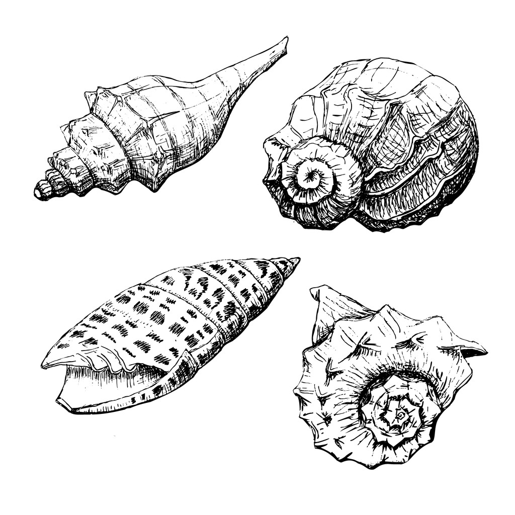 conjunto de conchas marinas - Vector, imagen