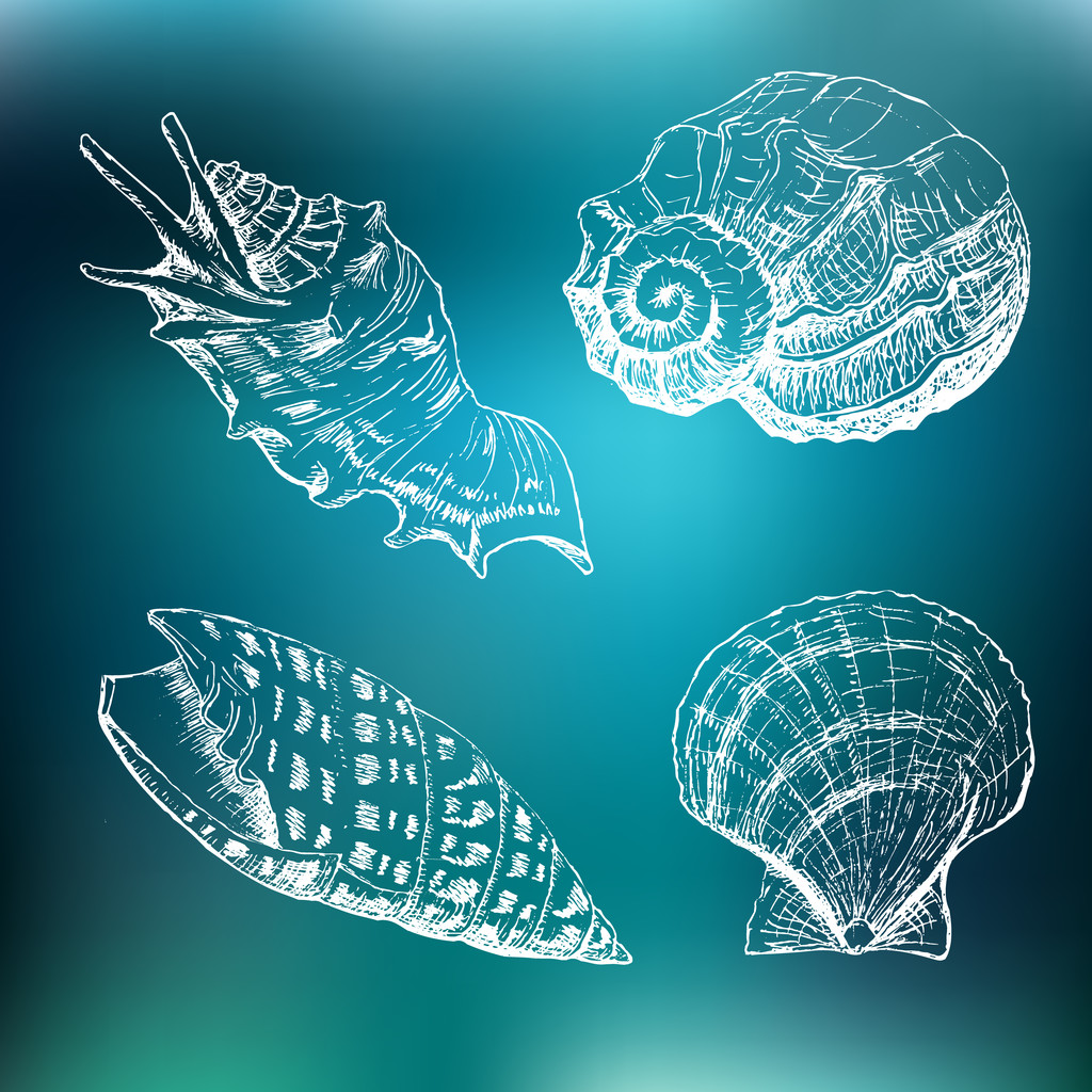 Set of Seashells - Vector, Image